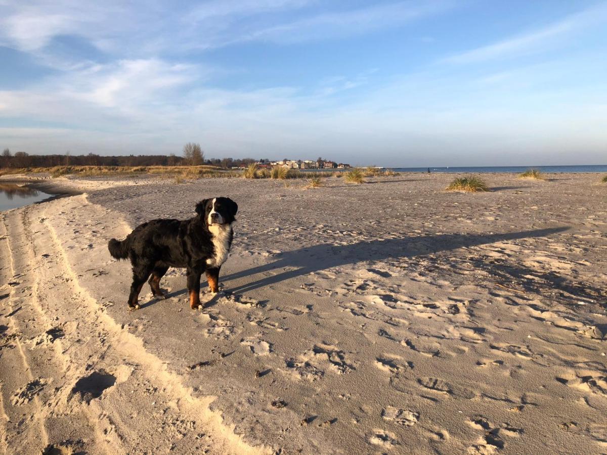 Ferienwohnung „Die Koje“ Hohwacht/Ostsee Eksteriør bilde